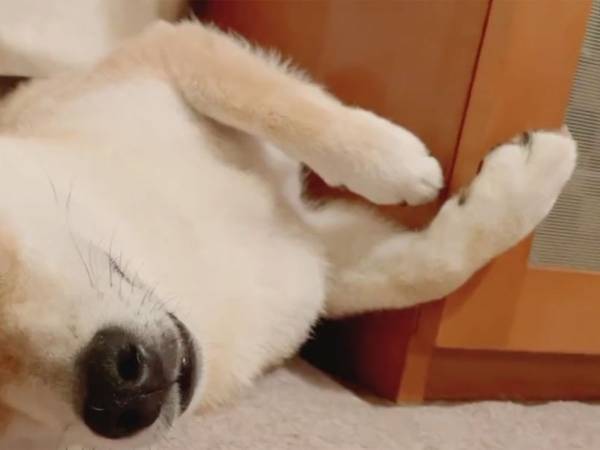 熟睡中の柴犬、しかしその顔は…　飼い主「めちゃめちゃうるさい」