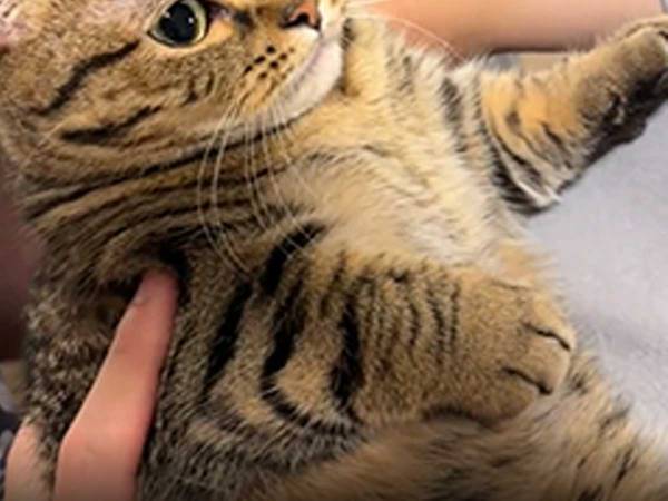 妻に抱っこされるのはいいけれど…？　猫の、夫に対する反応に笑う