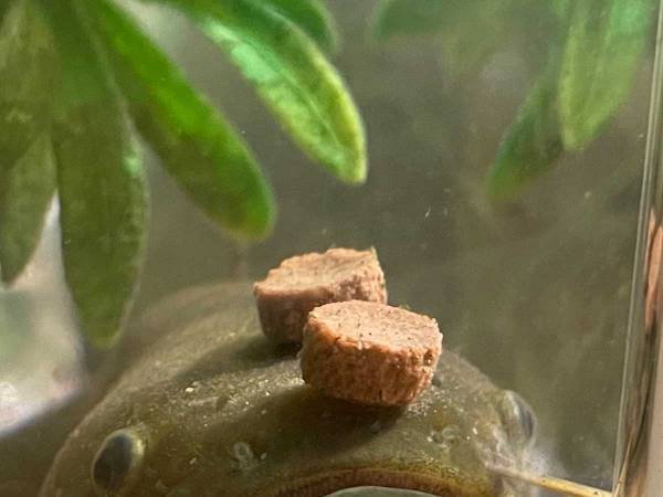 エサをもらったナマズが…？　ナマズの写真に、１２万人が『いいね』