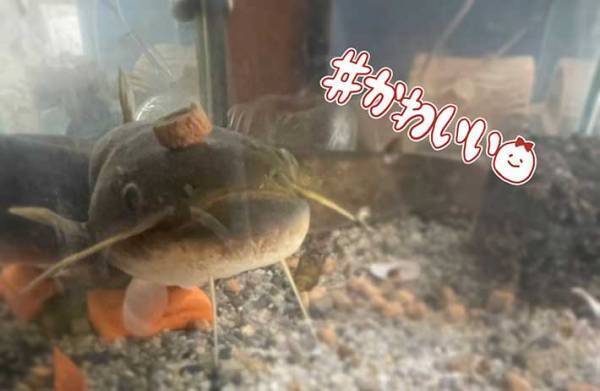 エサをもらったナマズが…？　ナマズの写真に、１２万人が『いいね』