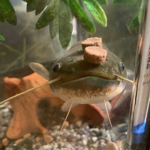 エサをもらったナマズが…？　ナマズの写真に、１２万人が『いいね』