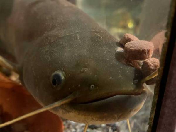 エサをもらったナマズが…？　ナマズの写真に、１２万人が『いいね』