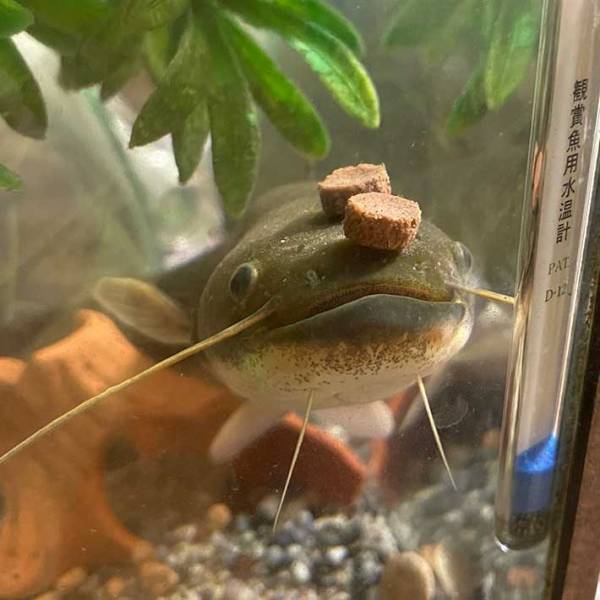 エサをもらったナマズが…？　ナマズの写真に、１２万人が『いいね』