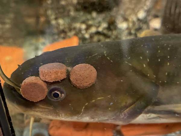 エサをもらったナマズが…？　ナマズの写真に、１２万人が『いいね』