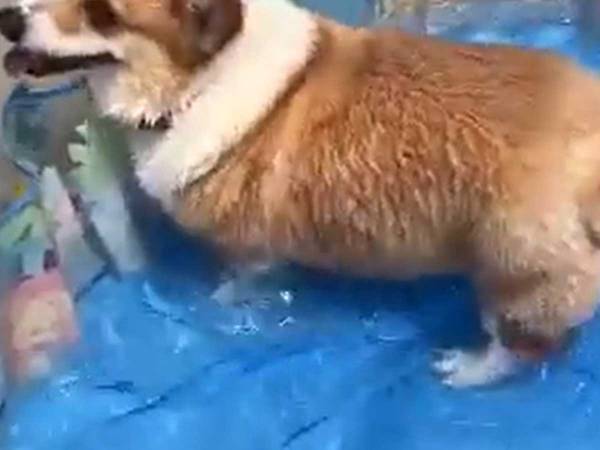 「自分で思っているよりも、脚が短くてびっくりしちゃった」　コーギーの反応がかわいすぎた