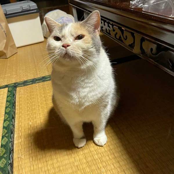 「めっちゃ不機嫌な顔」「眉間にシワが！」　夕飯が遅れ、飼い主に怒る猫がこちら