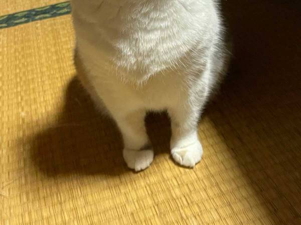 「めっちゃ不機嫌な顔」「眉間にシワが！」　夕飯が遅れ、飼い主に怒る猫がこちら