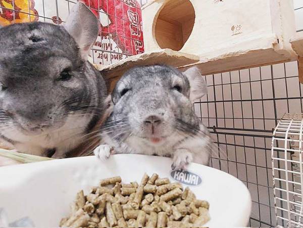 ご飯を食べる、チンチラの表情が…？　「笑福亭鶴瓶にソックリ！」