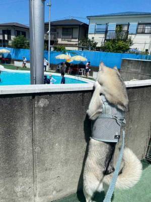 プールに来たハスキー　かわいすぎる写真に反響