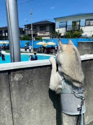 プールに来たハスキー　かわいすぎる写真に反響