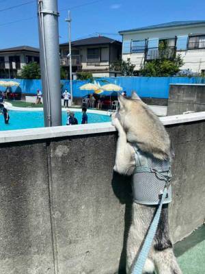 プールに来たハスキー　かわいすぎる写真に反響