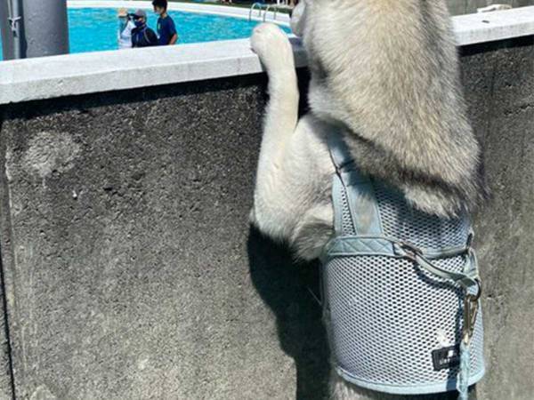 プールに来たハスキー　かわいすぎる写真に反響