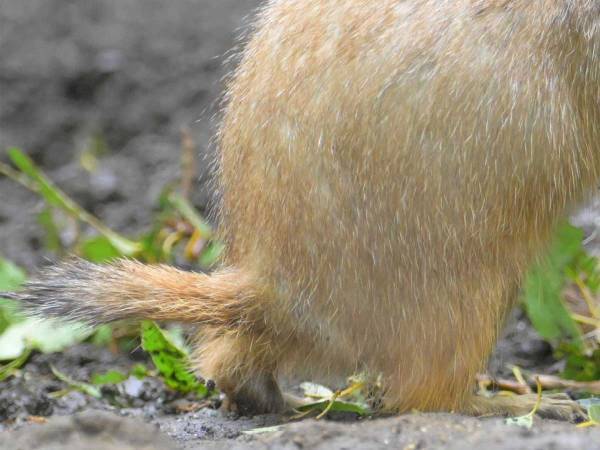 「痛かったら左手をあげてくださいね」　プレーリードッグたちの写真に笑う