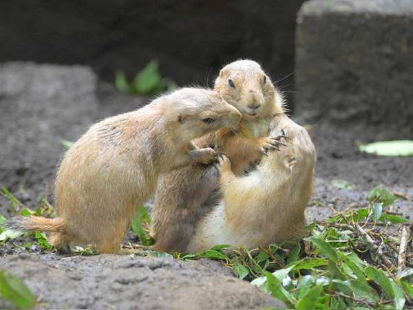 「痛かったら左手をあげてくださいね」　プレーリードッグたちの写真に笑う