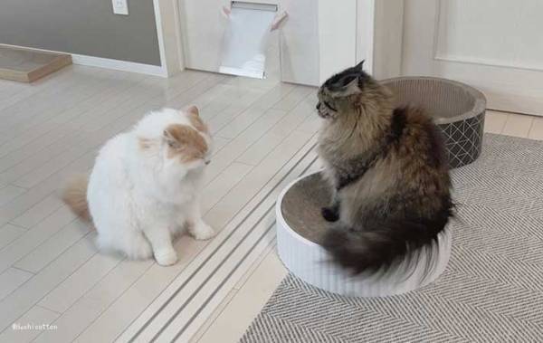 「叱ったら、２匹とも同じ表情…！」　まるで子供のような猫たちに癒される