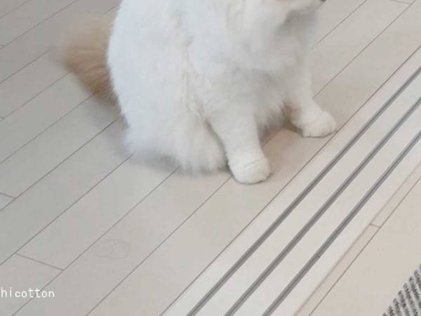 「叱ったら、２匹とも同じ表情…！」　まるで子供のような猫たちに癒される