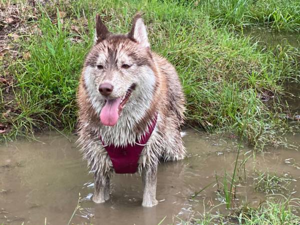 ドッグランに行ったシベリアンハスキー　行く前と後で「別犬！」「おっさん」