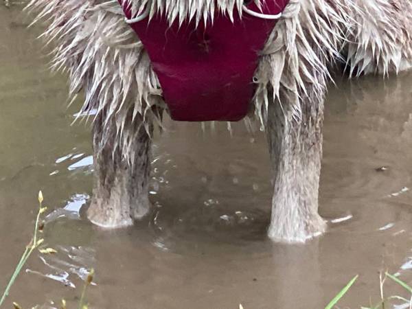 ドッグランに行ったシベリアンハスキー　行く前と後で「別犬！」「おっさん」