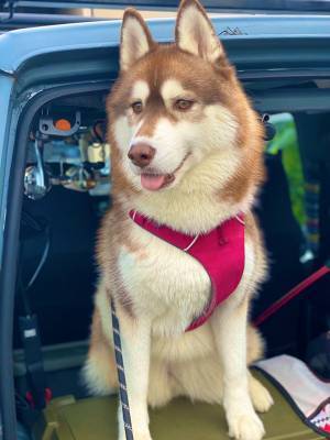 ドッグランに行ったシベリアンハスキー　行く前と後で「別犬！」「おっさん」