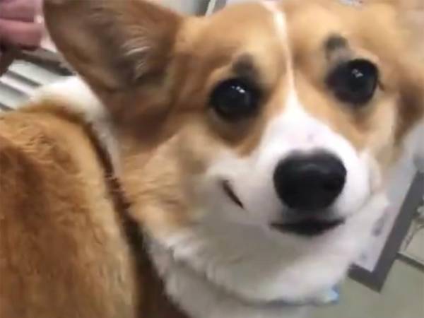 注射が苦手なコーギー　見せた『反応』に、飼い主「えらいぞ…」