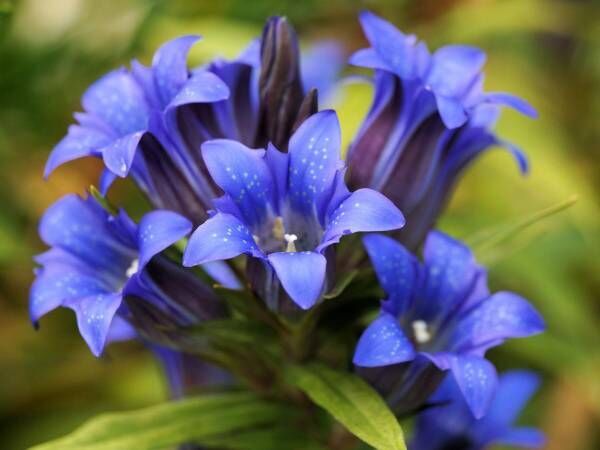 秋の花が目につき始めた９月 園芸用として親しまれている りんどう 22年9月30日 ウーマンエキサイト 1 2