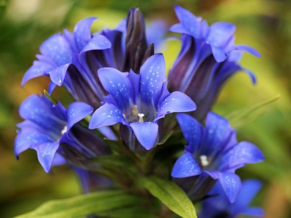 秋の花が目につき始めた９月　園芸用として親しまれている『りんどう』