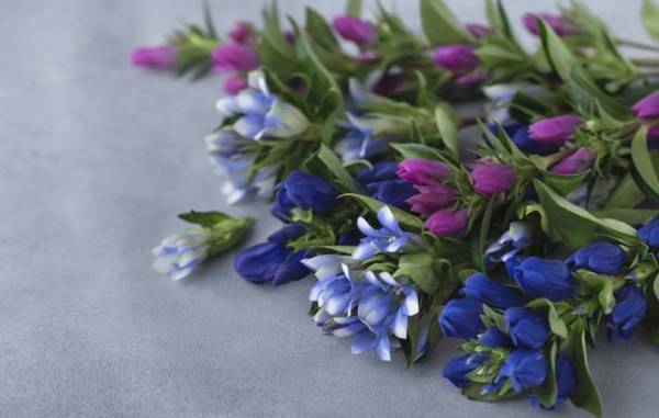 秋の花が目につき始めた９月　園芸用として親しまれている『りんどう』