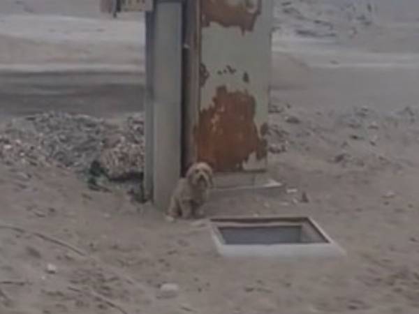 建設現場の穴のそばで吠えていた犬　近付いてみると？「なんてひどいことを」