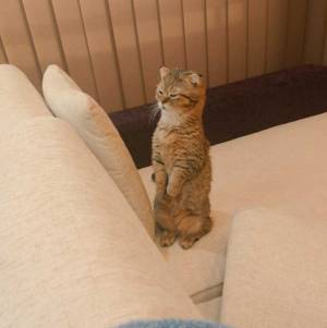 立ちながら眠くなってしまった猫　「そのまま寝ちゃいそう！」