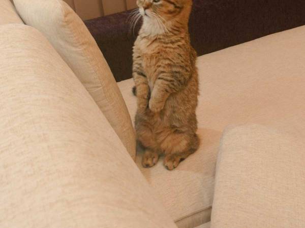 立ちながら眠くなってしまった猫　「そのまま寝ちゃいそう！」