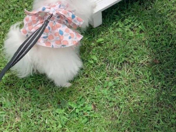 「こちら、前菜でございます」と説明を受けているのは…？　結婚式に参加した犬の姿がかわいすぎ！