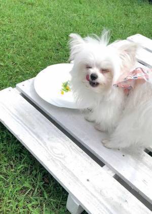 「こちら、前菜でございます」と説明を受けているのは…？　結婚式に参加した犬の姿がかわいすぎ！