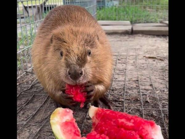 事故で割れた大量のスイカに喜んだのは？　「みんな嬉しそう」「天国だね」