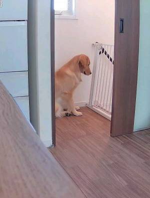 飼い主が外出中、愛犬が？　カメラが捉えた姿に１３万人が『いいね』