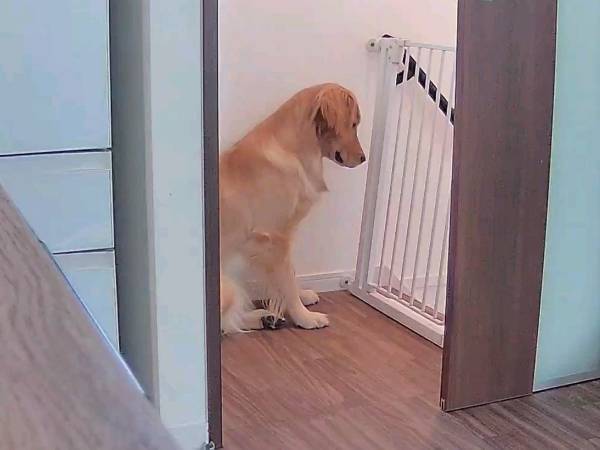 飼い主が外出中、愛犬が？　カメラが捉えた姿に１３万人が『いいね』