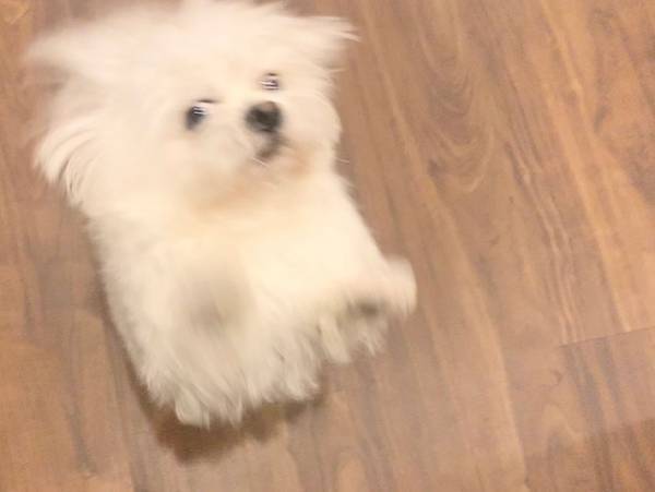 飼い主を出迎えた犬　嬉しい気持ちが伝わる４枚の写真が、こちら