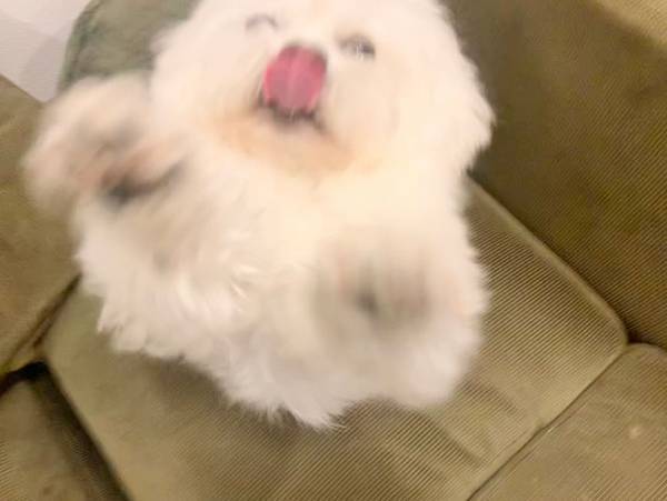 飼い主を出迎えた犬　嬉しい気持ちが伝わる４枚の写真が、こちら