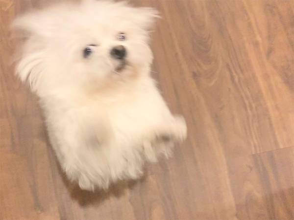 飼い主を出迎えた犬　嬉しい気持ちが伝わる４枚の写真が、こちら