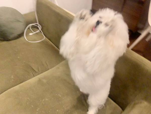 飼い主を出迎えた犬　嬉しい気持ちが伝わる４枚の写真が、こちら