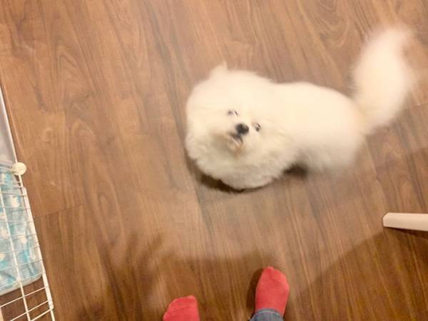 飼い主を出迎えた犬　嬉しい気持ちが伝わる４枚の写真が、こちら