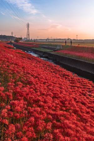 「彼岸の先って、こんな感じなのかも」　大量の彼岸花が咲く小川、圧巻の光景