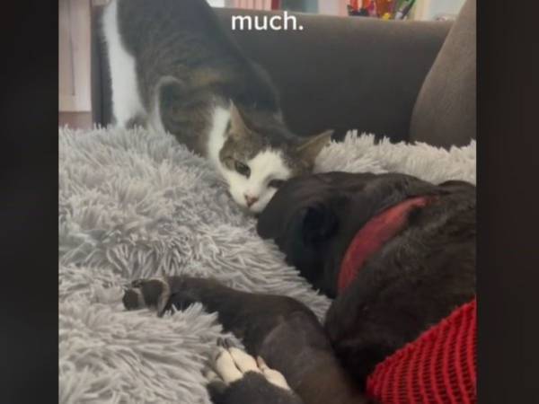 天国へ旅立つ前の犬に、最後のお別れをする猫が…？　動画に涙する人が続出