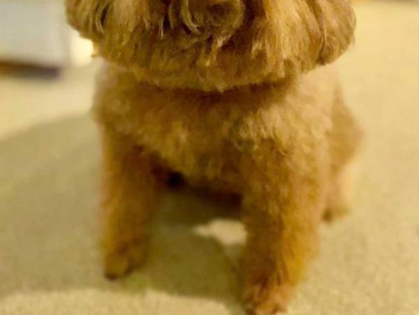 「頭がピノになった」　トリミング後のトイプードルに、吹き出す人続出　「かわいすぎ」「表情が最高」