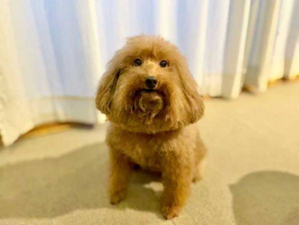 「頭がピノになった」　トリミング後のトイプードルに、吹き出す人続出　「かわいすぎ」「表情が最高」