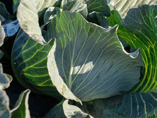 キャベツのどんな部位も使ったレシピに「生ゴミ減らせていい！」