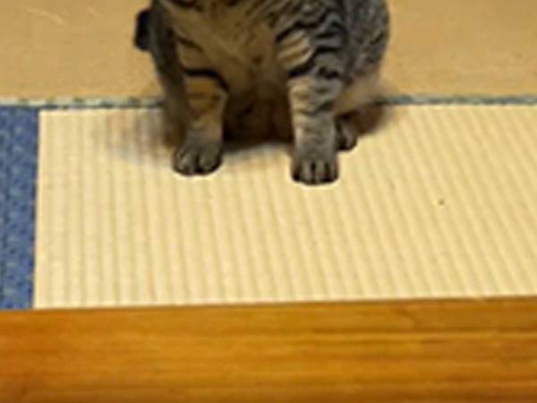 「表情が…！」「申し訳ないけど爆笑した」　ヘアバンドで遊んでいた猫、頭にすっぽりはまり？