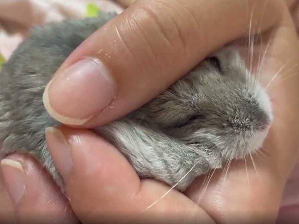 人間の手のひらで、くつろいでいるのは…？　「かわいすぎる」「めっちゃなついてるやん」