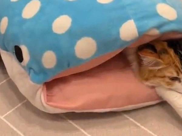 「サメに猫が吸い込まれている」危機的な状況？　動画に「かわいすぎる」「癒された」