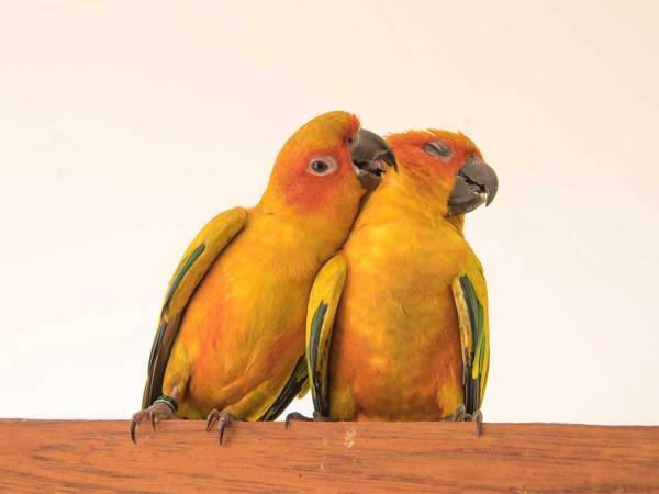 オウムが伝授する『女の子を口説く方法』　動画に「４０回以上見た」「キメポーズに爆笑」