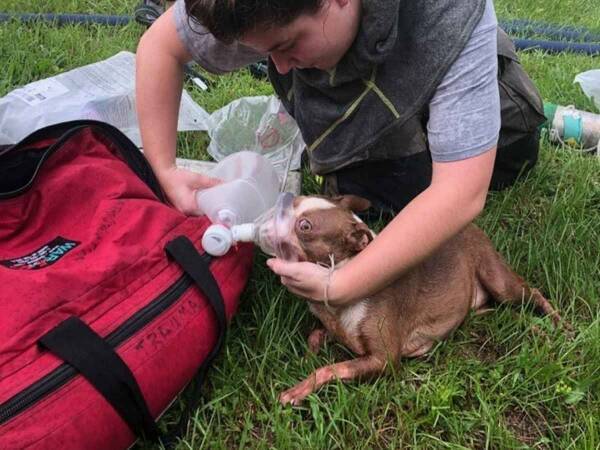 「まぎれもなくヒーローだ」　３匹の子犬の命を救ったAmazon配達員に称賛の声